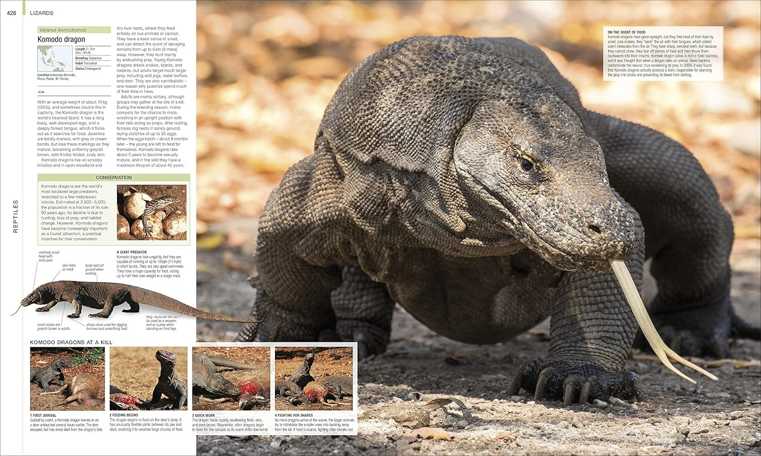 Animal: The Definitive Visual Guide | Coffee Table Book