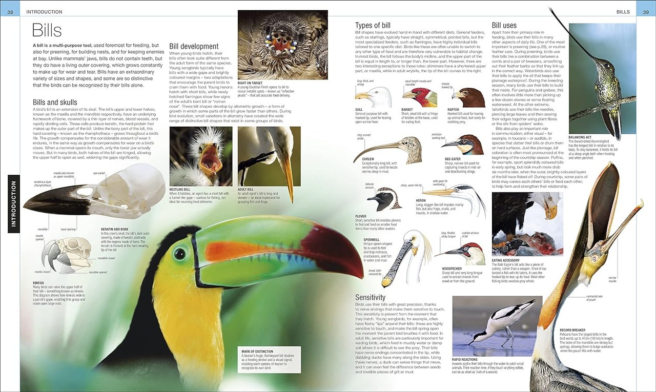 Bird: The Definitive Visual Guide | Coffee Table Book