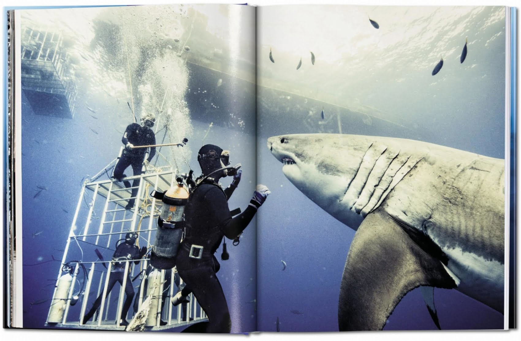 Sharks purchases by Michael Muller