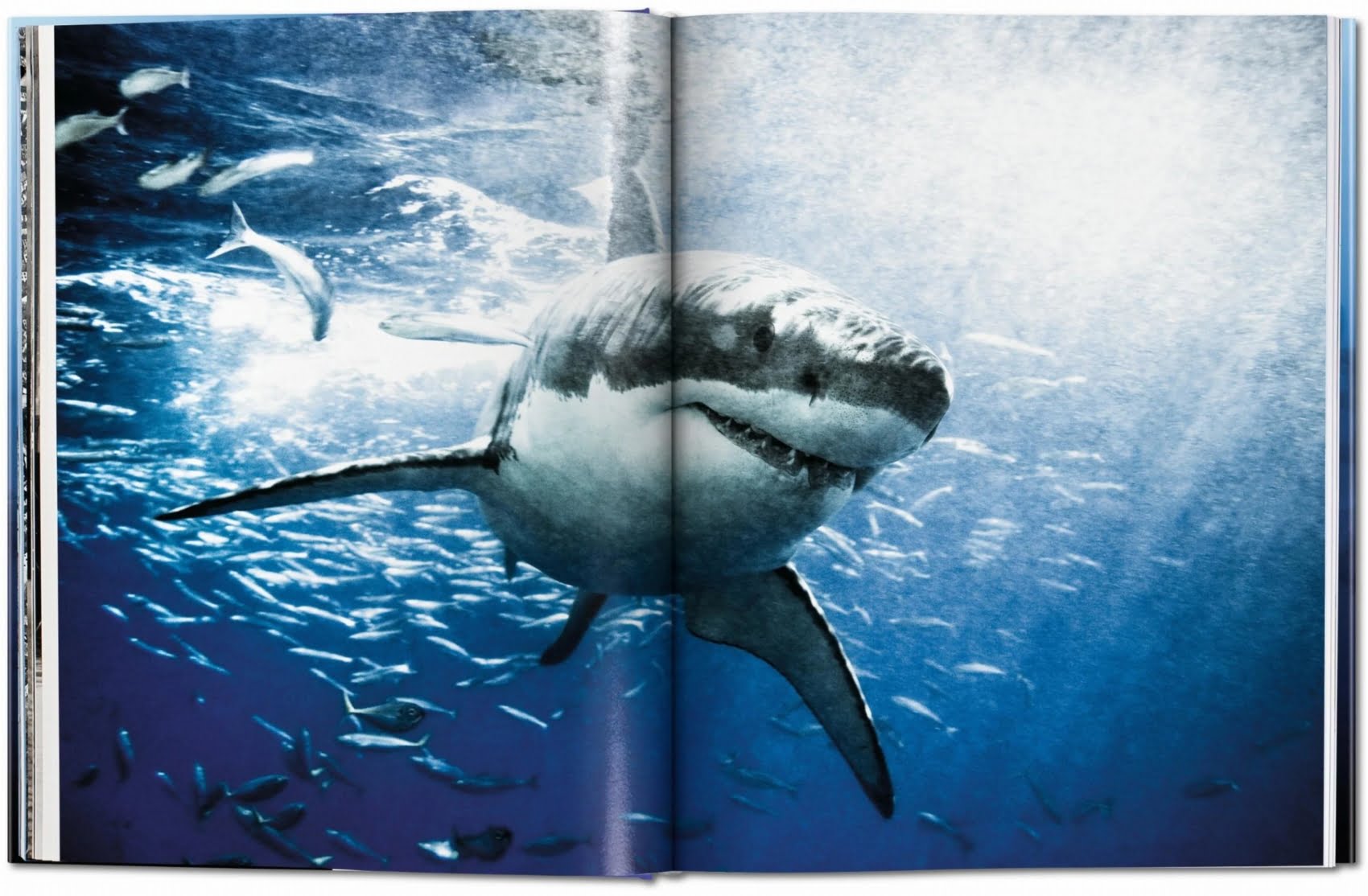 Michael Muller SHARKS TASCHEN 大型本 Michael Muller. Sharks. Libros TASCHEN