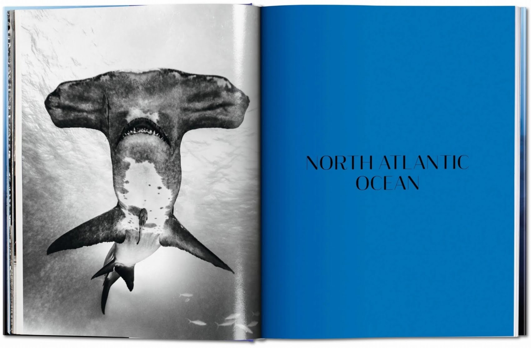 Michael Muller SHARKS TASCHEN 大型本 Michael Muller. Sharks – Italian Luxury Interiors