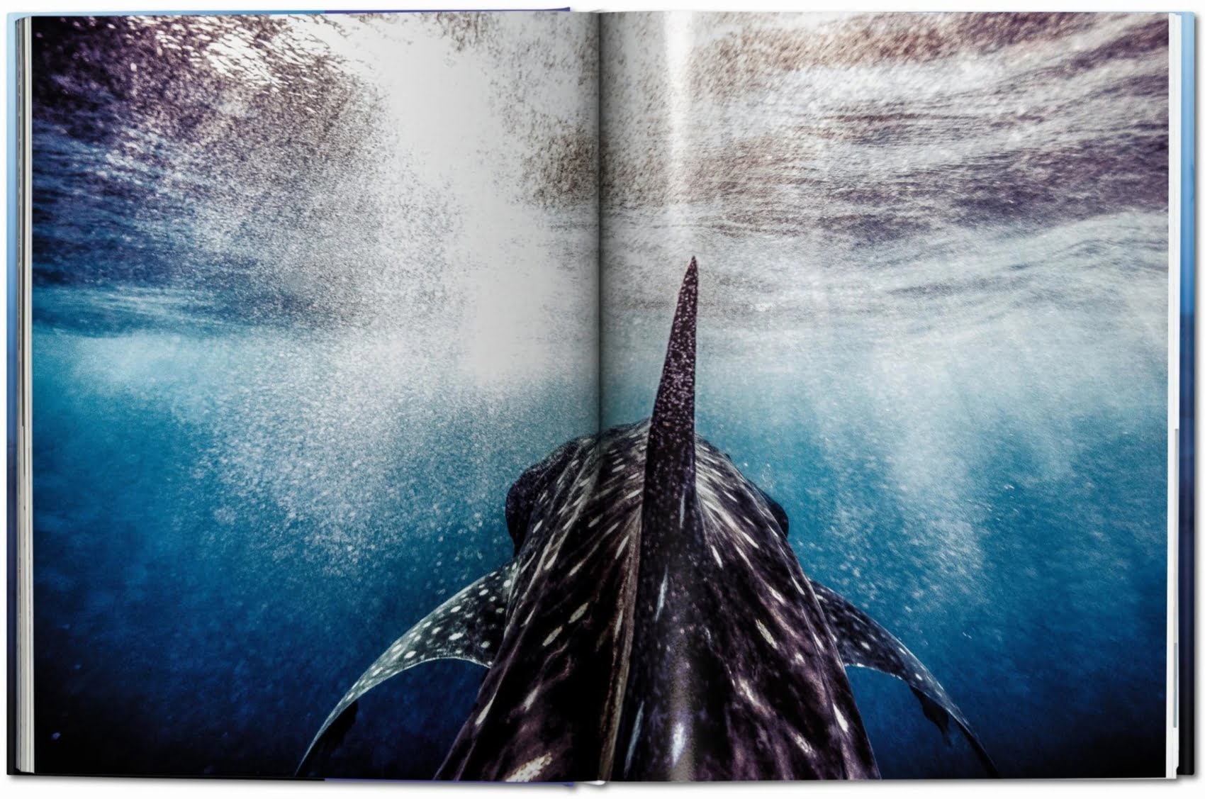 Michael Müller. Sharks | Coffee Table Book