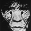Albert Watson: KAOS