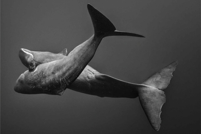 Cristina Mittermeier: The Great Wisdom