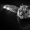 David Yarrow: Wild Encounters