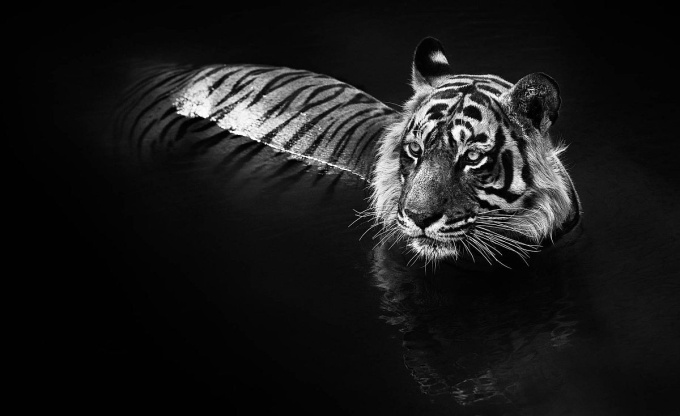 David Yarrow: Wild Encounters