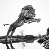David Yarrow: Wild Encounters