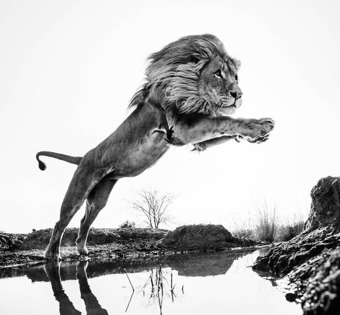 David Yarrow: Wild Encounters