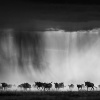 David Yarrow: Wild Encounters