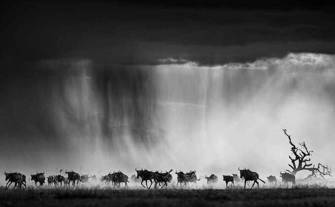 David Yarrow: Wild Encounters