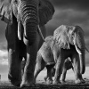 David Yarrow: Wild Encounters