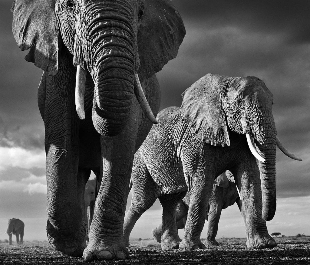 David Yarrow: Wild Encounters | Wildlife photography books
