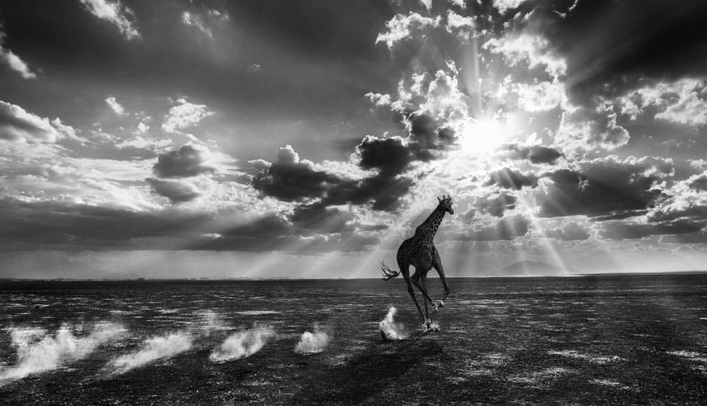 David Yarrow: Wild Encounters | Wildlife photography books
