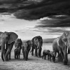 David Yarrow: Wild Encounters