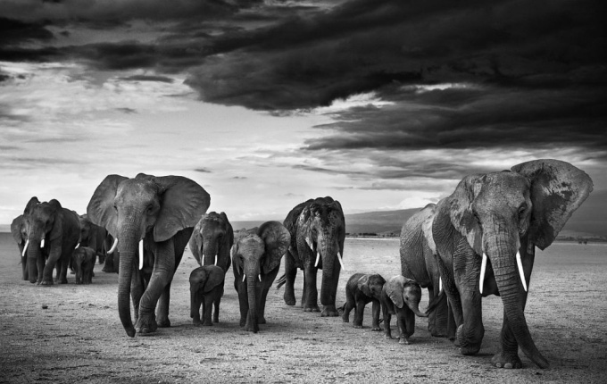 David Yarrow: Wild Encounters