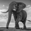 David Yarrow: Wild Encounters