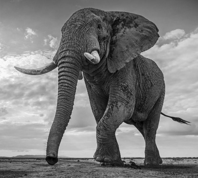 David Yarrow: Wild Encounters