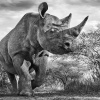 David Yarrow: Wild Encounters