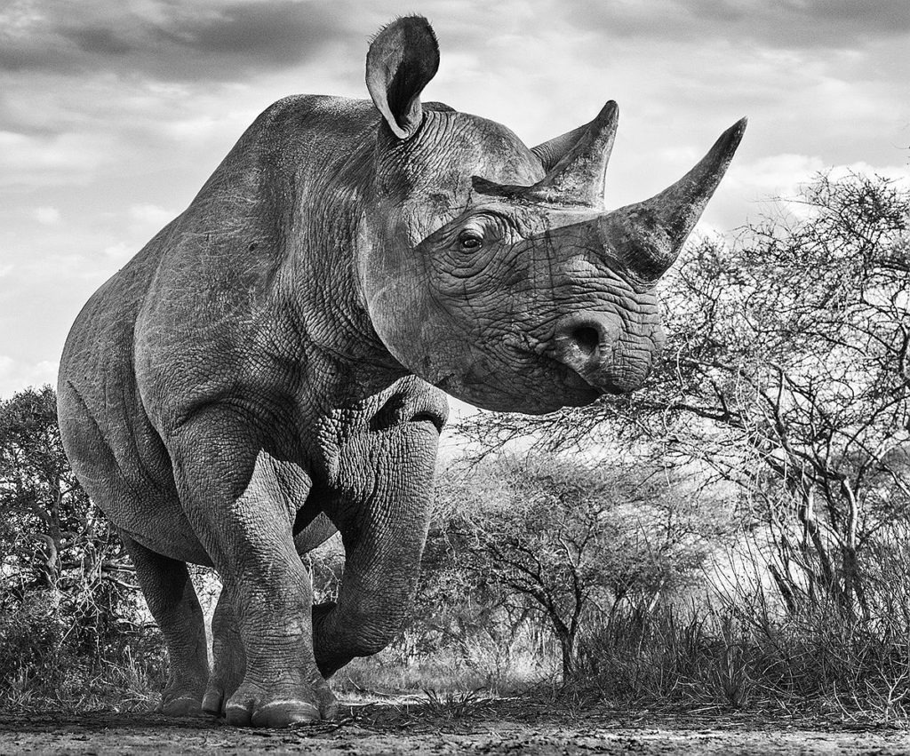 David Yarrow: Wild Encounters | Wildlife photography books