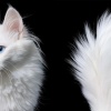 Feline Photographs by Tim Flach