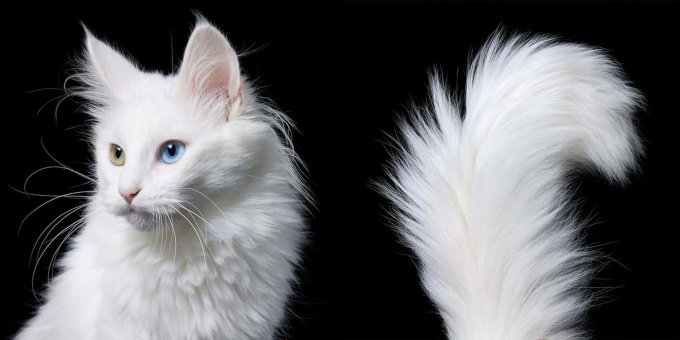 Feline Photographs by Tim Flach