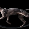 Feline Photographs by Tim Flach