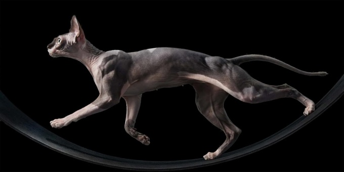 Feline Photographs by Tim Flach
