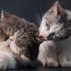 Feline Photographs by Tim Flach