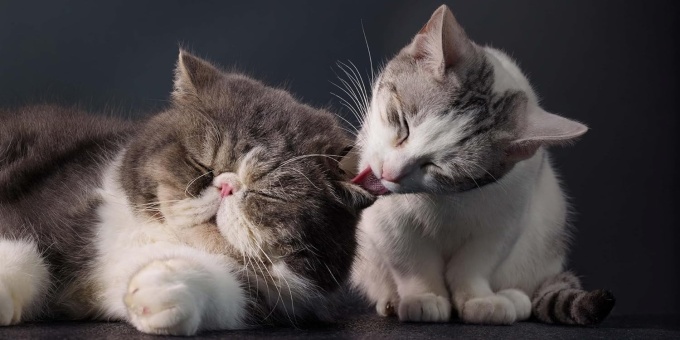 Feline Photographs by Tim Flach