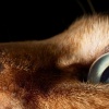 Feline Photographs by Tim Flach