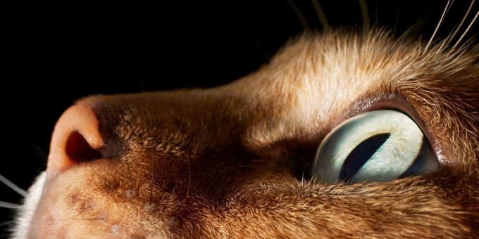 Feline Photographs by Tim Flach
