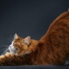 Feline Photographs by Tim Flach