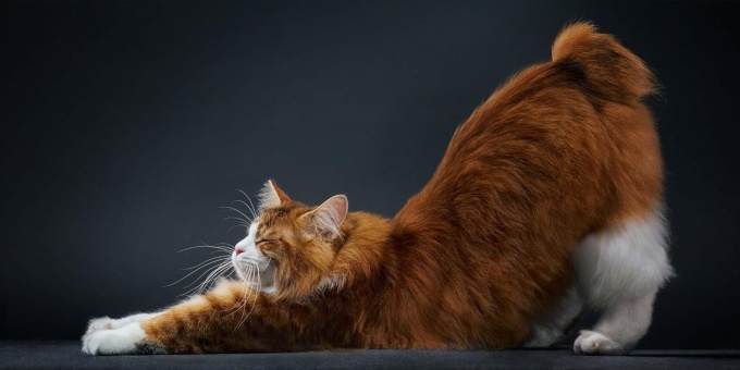 Feline Photographs by Tim Flach