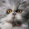 Feline Photographs by Tim Flach