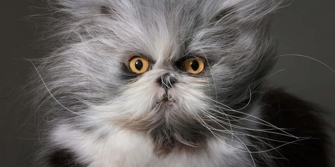 Feline Photographs by Tim Flach
