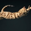 Feline Photographs by Tim Flach