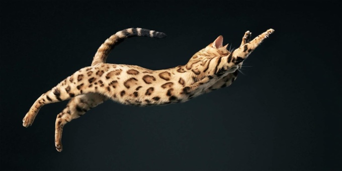 Feline Photographs by Tim Flach