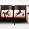 horses-from-saudi-arabia-assouline14 Horses from Saudi Arabia