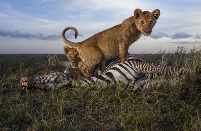 The Photographs - Iconic Images from National Geographics