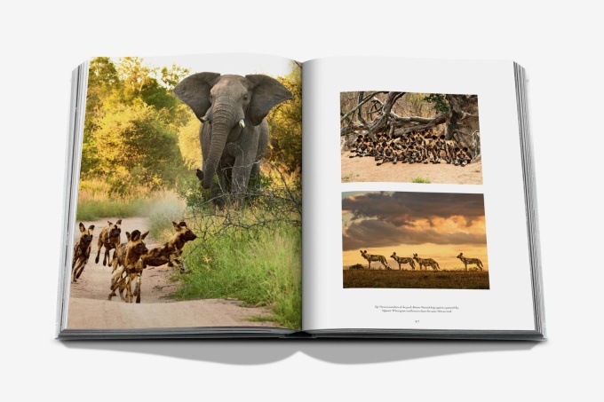 londolozi-the-safari-that-changed-everything10 Londolozi: The Safari that Changed Everything