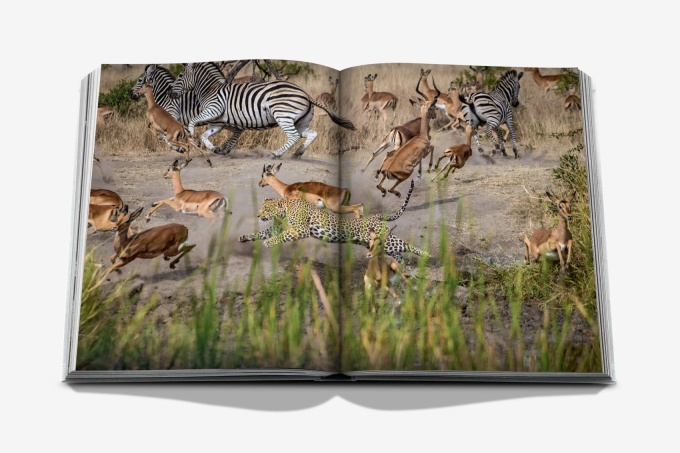 londolozi-the-safari-that-changed-everything8 Londolozi: The Safari that Changed Everything