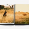 londolozi-the-safari-that-changed-everything9 Londolozi: The Safari that Changed Everything