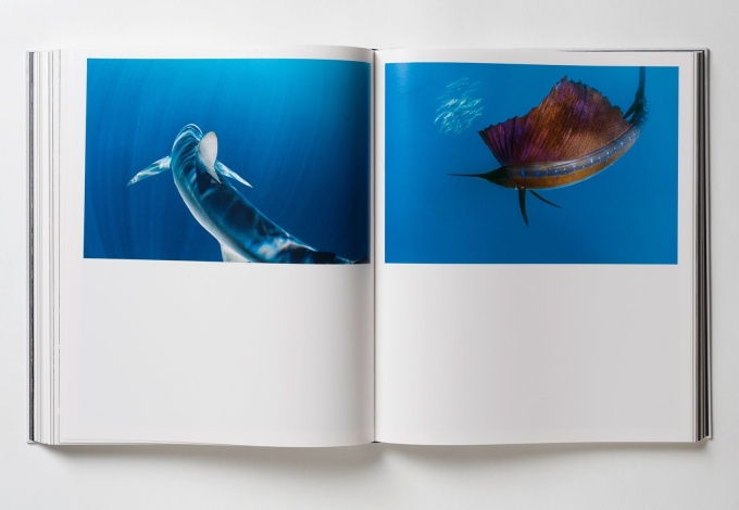 paul-nick-reverence11 Paul Nicklen: Reverence