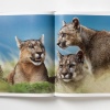 paul-nick-reverence12 Paul Nicklen: Reverence