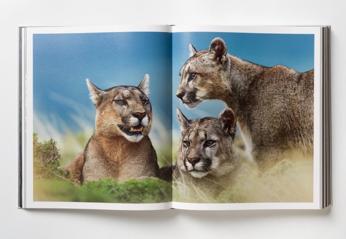 paul-nick-reverence12 Paul Nicklen: Reverence