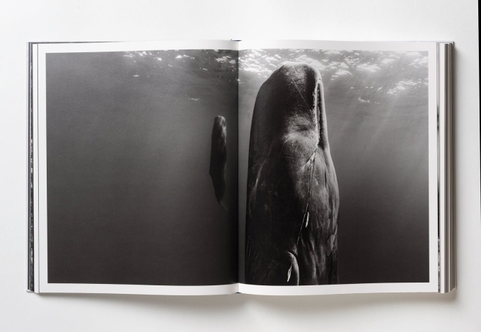 paul-nick-reverence18 Paul Nicklen: Reverence