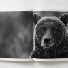 paul-nick-reverence19 Paul Nicklen: Reverence