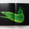 paul-nick-reverence21 Paul Nicklen: Reverence