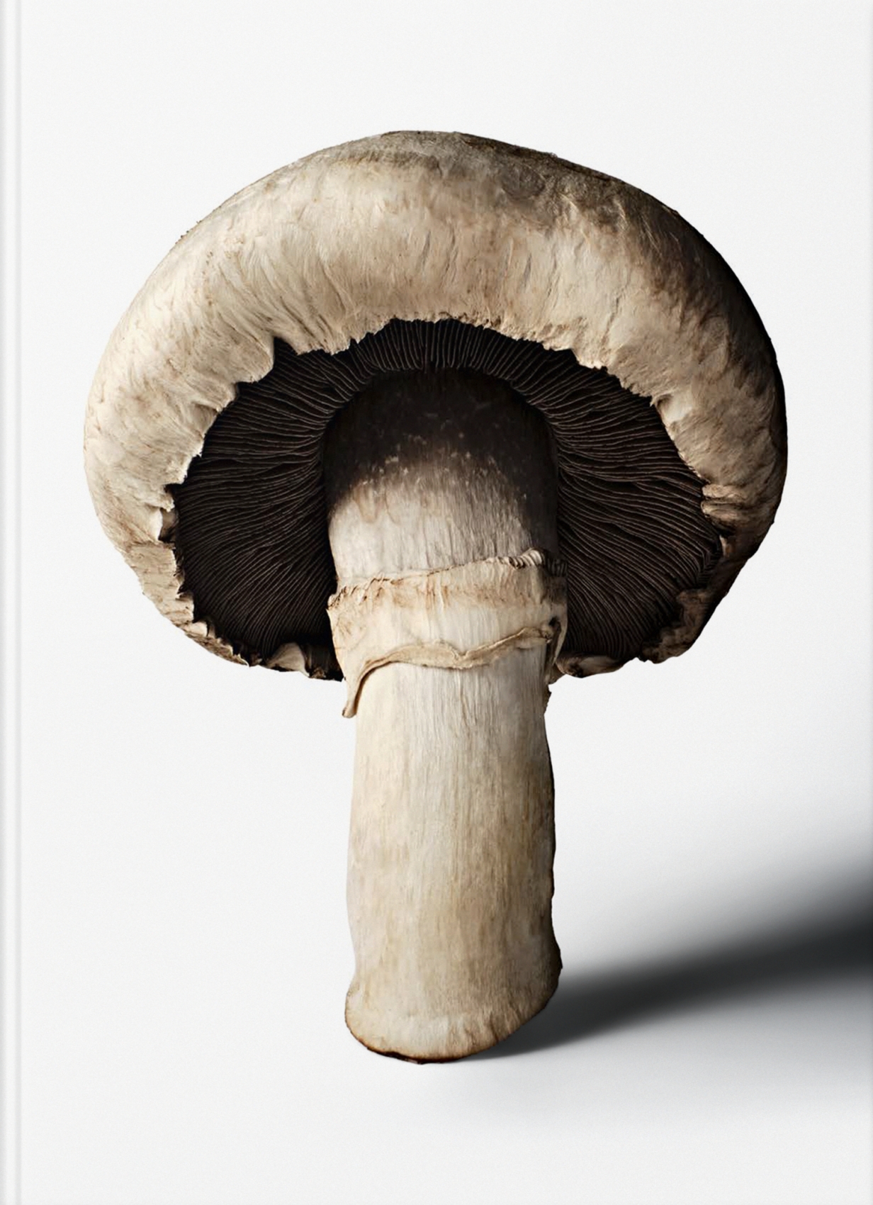The Gourmand's Mushroom. A Collection of Stories & Recipes.